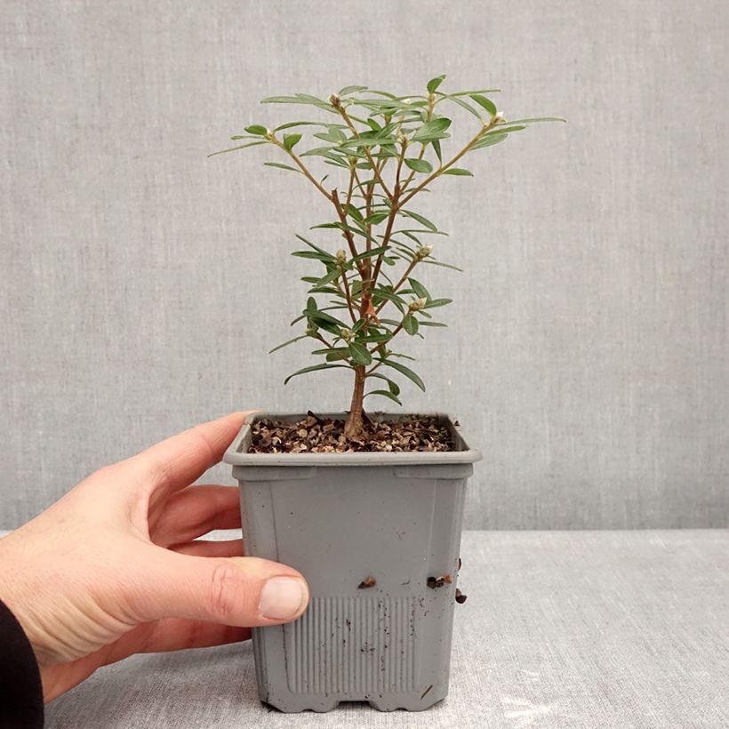 Exemplaar van Daphne Sweetheart - Peperboompje Pot van 1 l/1,5 l zoals geleverd in de winter