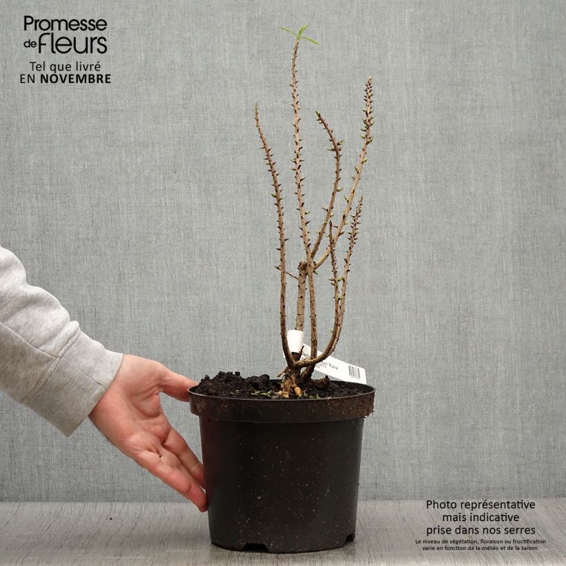 Exemplaar van Daphne mezereum rubra - Peperboompje Pot van 3 l/4 l zoals geleverd in de herfst