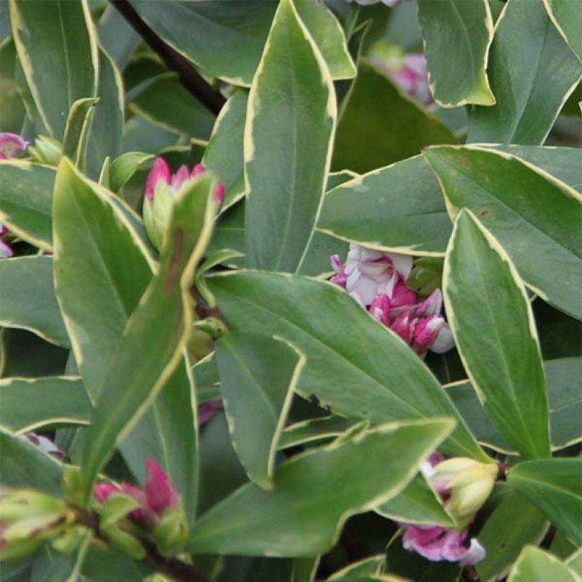 Daphne odora Aureomarginata - Peperboompje (Blad)
