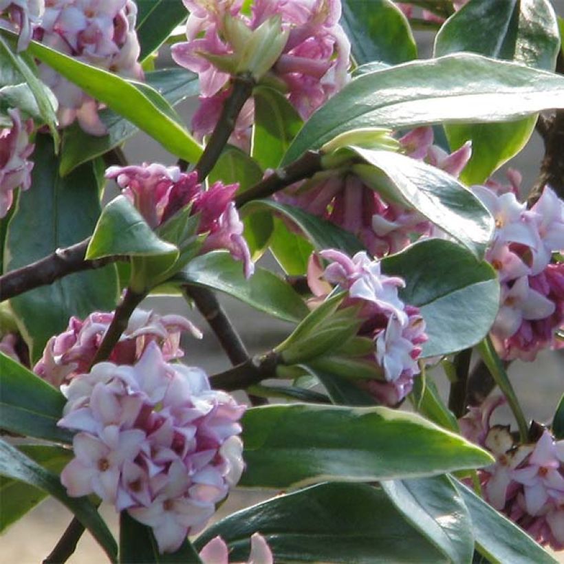 Daphne odora Aureomarginata - Peperboompje (Bloei)