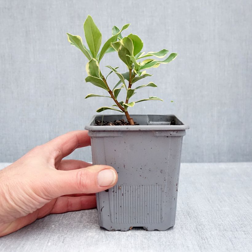 Exemplaar van Daphne odora Rogaldor - Peperboompje Pot van 1 l/1,5 l zoals geleverd in de herfst