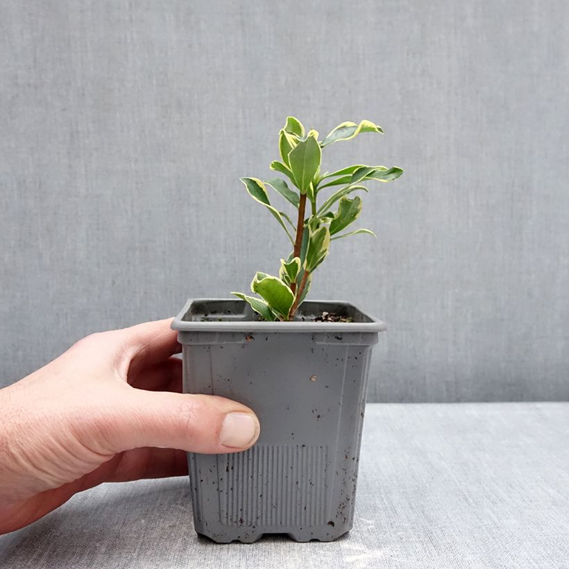 Exemplaar van Daphne odora Rogaldor - Peperboompje Pot van 1 l/1,5 l zoals geleverd in de winter
