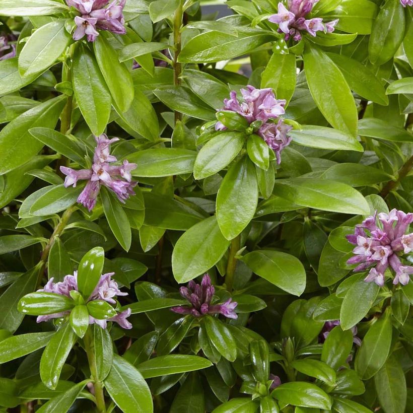 Daphne odora Sweet Amethyst - Peperboompje (Blad)
