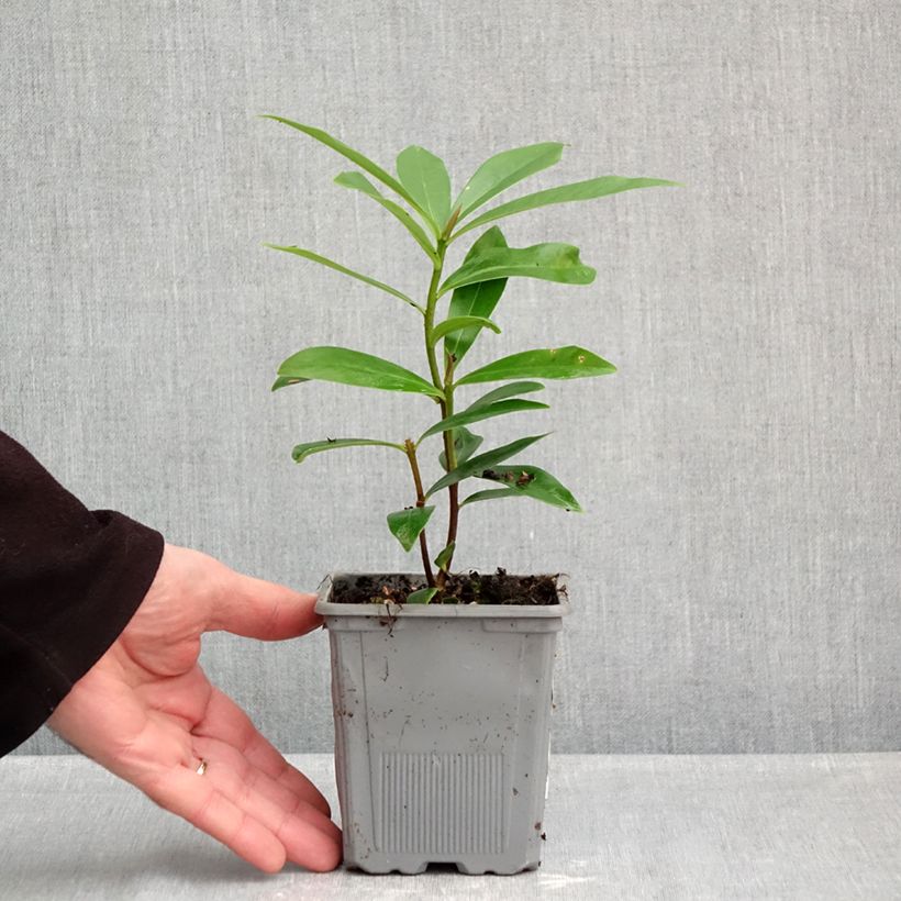 Exemplaar van Daphne Perfume Princess - Peperboompje Pot van 1 l/1,5 l zoals geleverd in de herfst