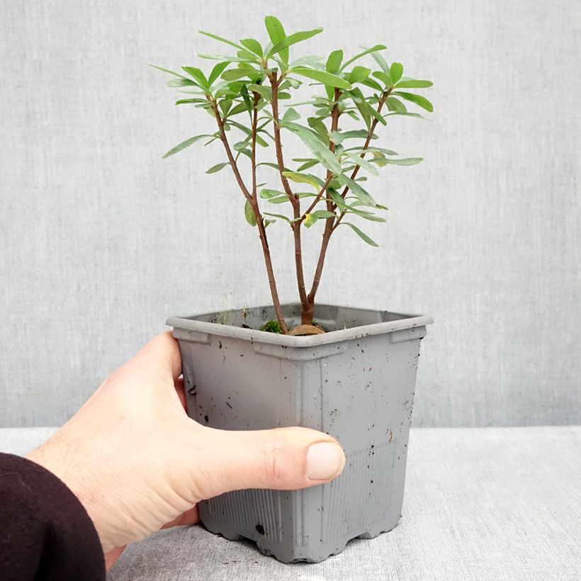 Exemplaar van Daphne transatlantica Bella Rose - Peperboompje Pot van 1 l/1,5 l zoals geleverd in de herfst