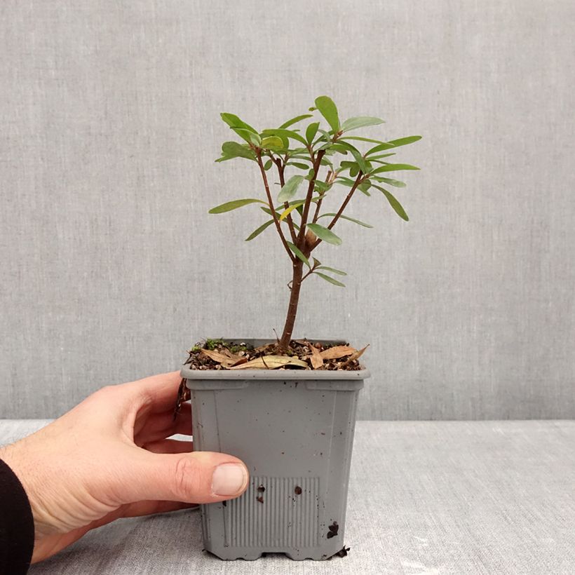 Example of Daphne transatlantica Bella Rose - Peperboompje Pot van 1 l/1,5 l as you get in hiver