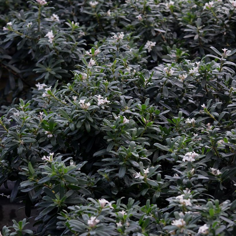 Daphne Eternal Fragrance - Peperboompje (Foliage)