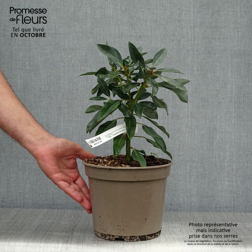 Exemplaar van Daphniphyllum himalayense macropodum Pot van 2 l/3 l zoals geleverd in de herfst