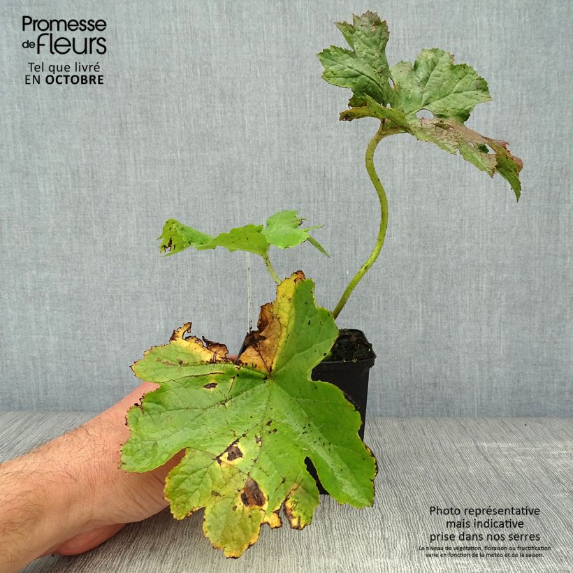 Exemplaar van Darmera peltata - Schildblad Kweekpotje van 8/9 cm zoals geleverd in de herfst