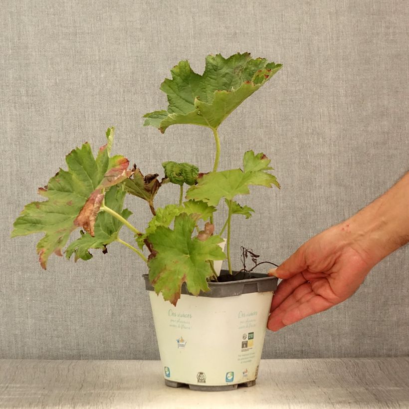 Exemplaar van Darmera peltata - Schildblad Pot van 2 l/3 l zoals geleverd in de zomer