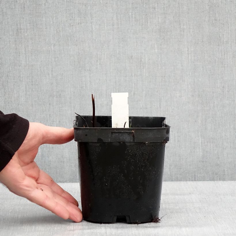 Exemplaar van Darmera peltata - Schildblad Pot van 2 l/3 l zoals geleverd in de winter