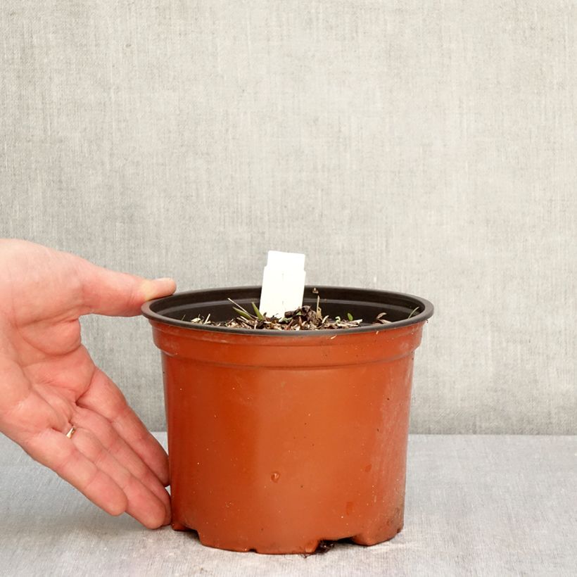 Exemplaar van Darmera peltata - Schildblad Pot van 2 l/3 l zoals geleverd in de lente