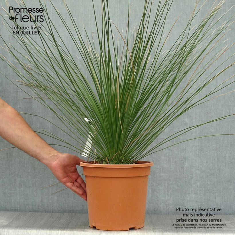 Exemplaar van Dasylirion longissimum - Mexicaanse grasboom Pot van 7,5 l/10 l zoals geleverd in de zomer