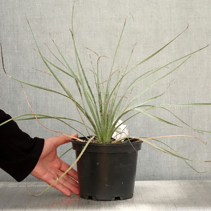 Exemplaar van Dasylirion wheeleri - Mexicaanse grasboom Pot van 3 l/4 l zoals geleverd in de herfst
