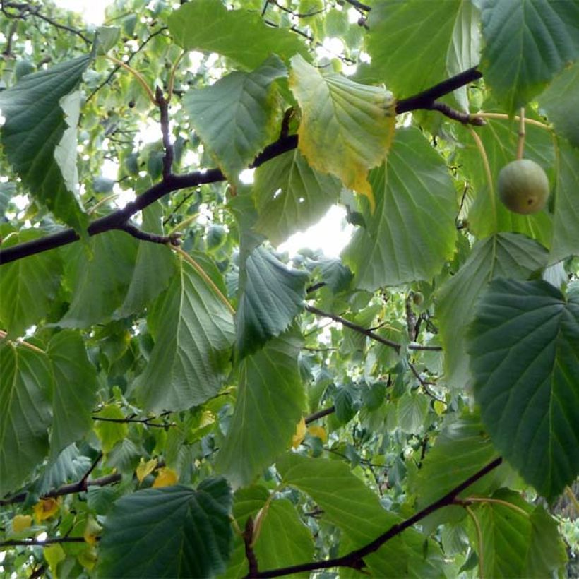 Davidia involucrata vilmoriniana - Zakdoekjesboom (Blad)