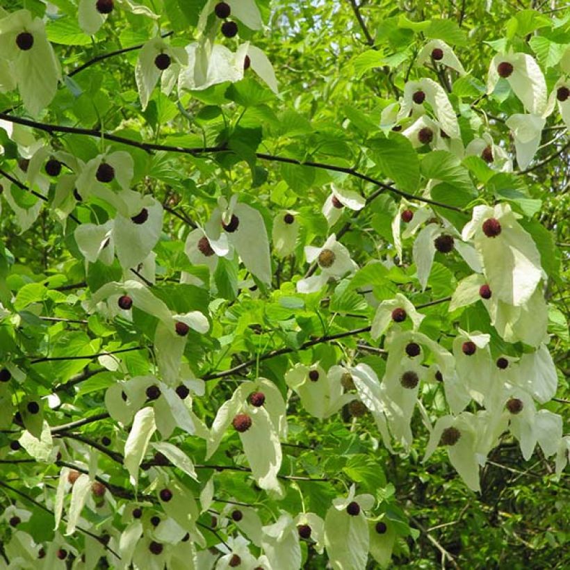 Davidia involucrata vilmoriniana - Zakdoekjesboom (Bloei)