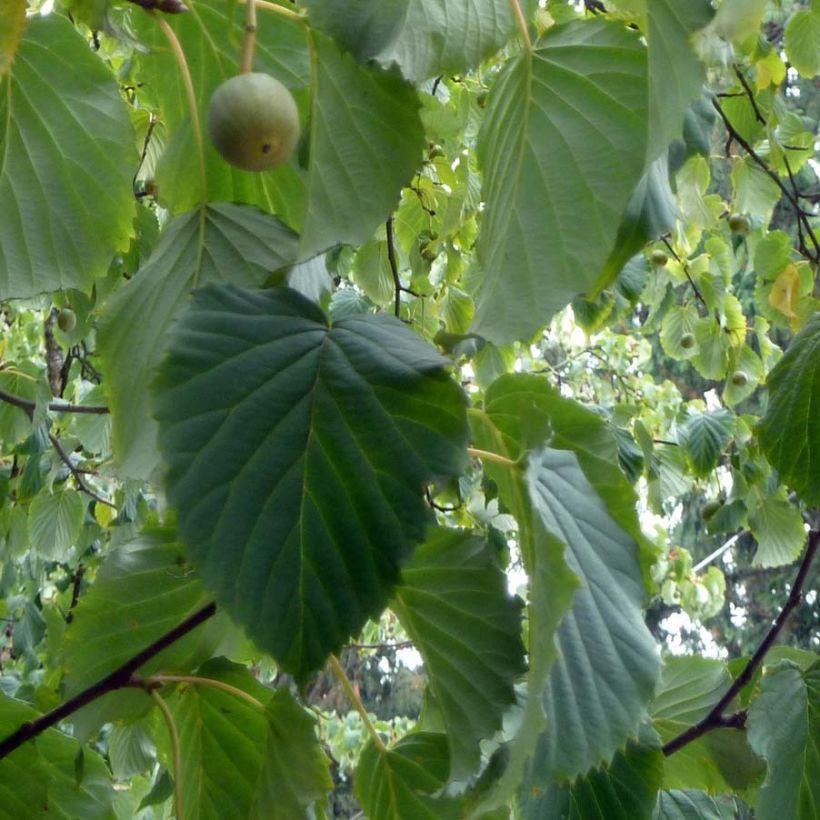 Davidia involucrata - Zakdoekjesboom (Blad)