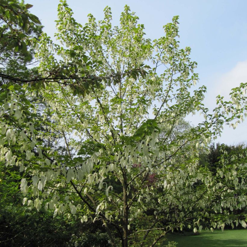 Davidia involucrata - Zakdoekjesboom (Groeiplaats)