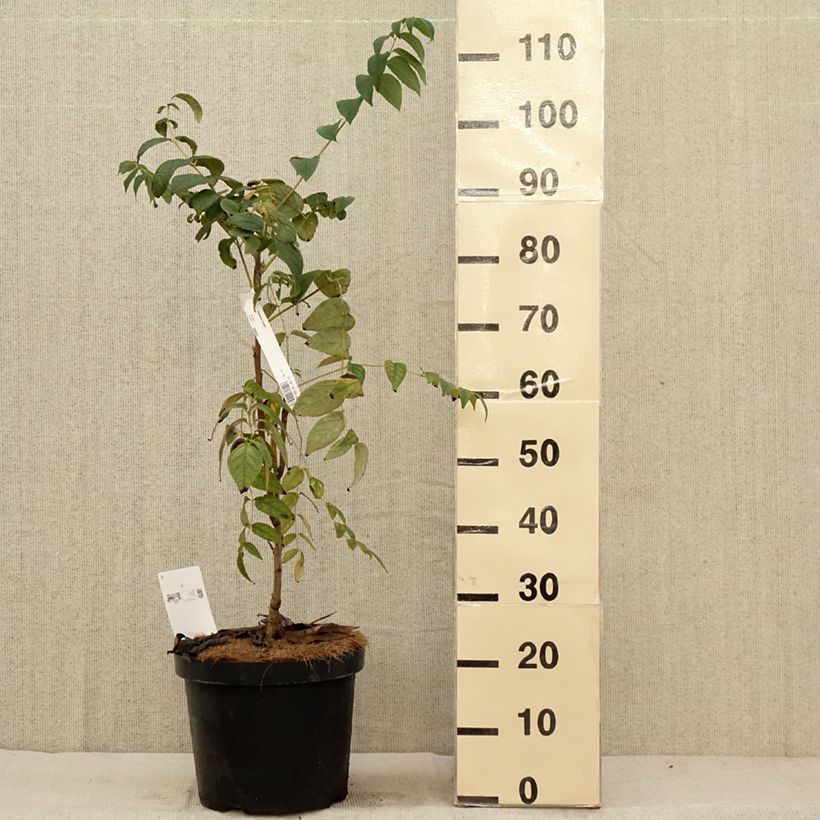 Exemplaar van Decaisnea fargesii - Augurkenstruik Pot van 7,5 l/10 l zoals geleverd in de herfst