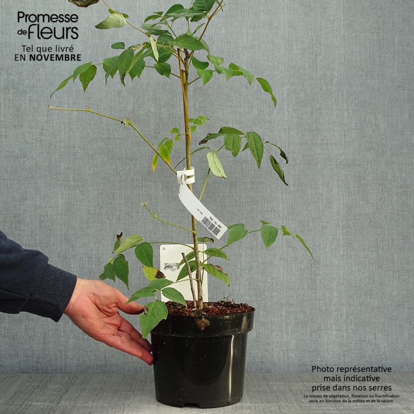Exemplaar van Decaisnea fargesii - Augurkenstruik Pot van 2 l/3 l zoals geleverd in de herfst