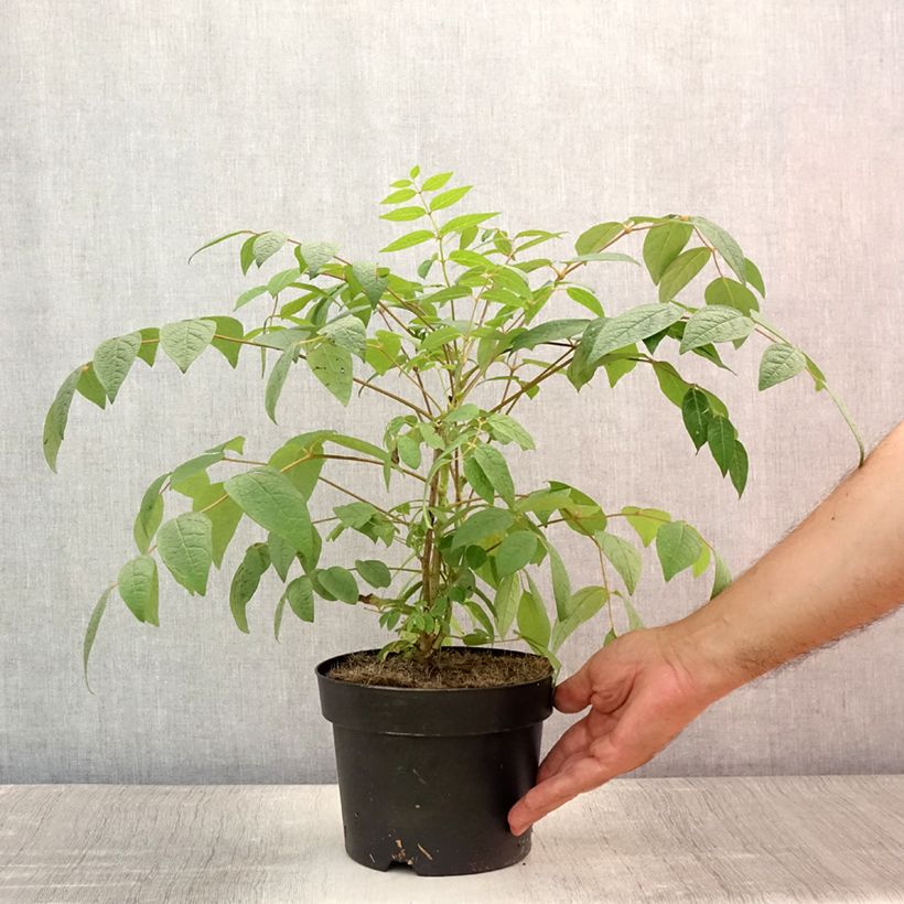 Exemplaar van Decaisnea fargesii - Augurkenstruik Pot van 2 l/3 l zoals geleverd in de zomer