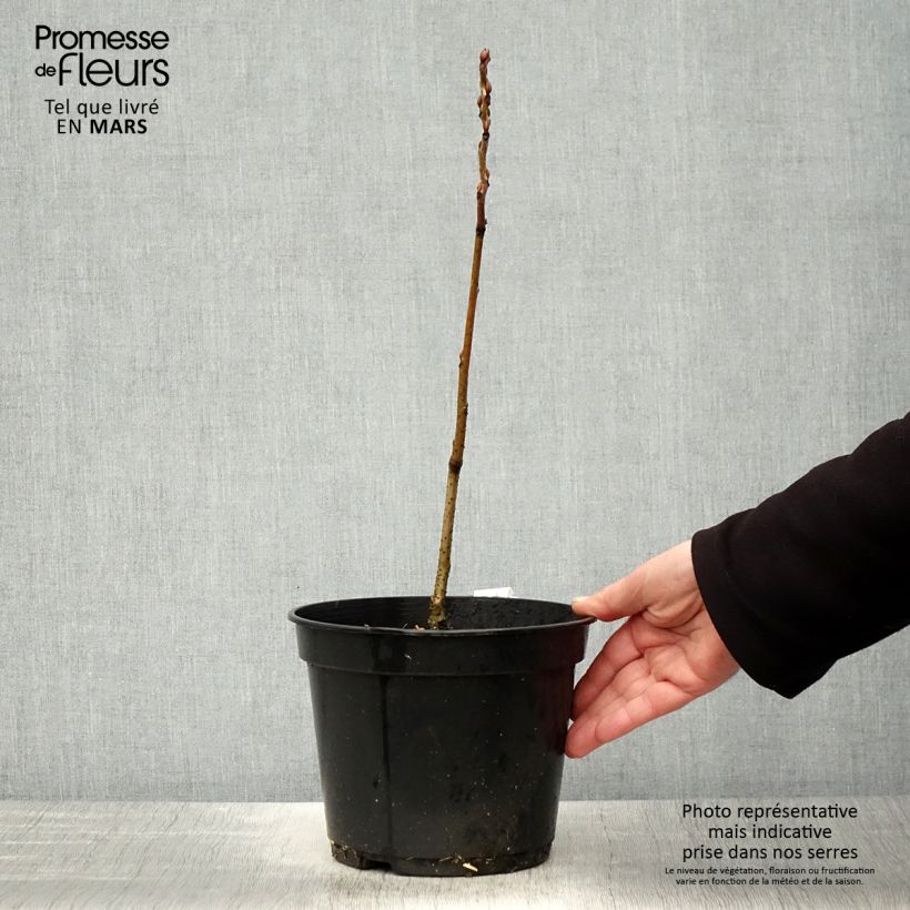 Example of Decaisnea fargesii - Augurkenstruik Pot van 2 l/3 l as you get in printemps