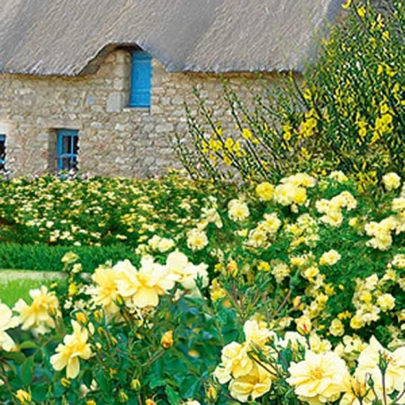 Rosa Flower Carpet Sunshine (Celina) - Polyantharoos (Plant habit)