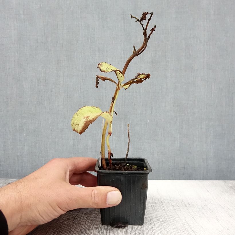 Exemplaar van Deinanthe Blue Wonder Kweekpotje van 8/9 cm zoals geleverd in de herfst