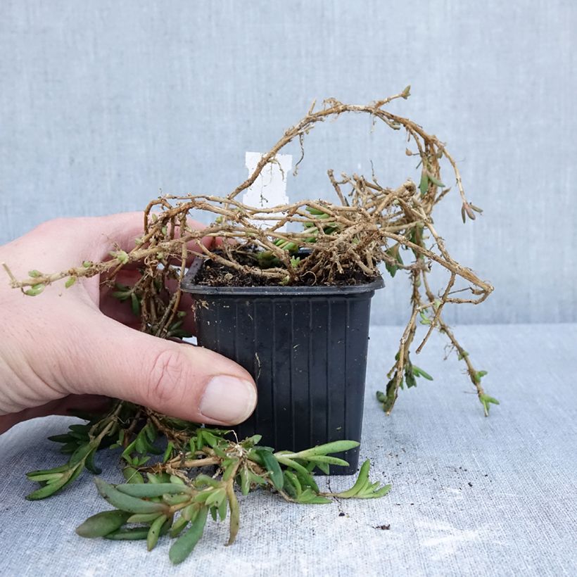 Example of Delosperma ashtonii - Pourpier vivace, Delosperma d'Ashton Kweekpotje van 8/9 cm as you get in hiver