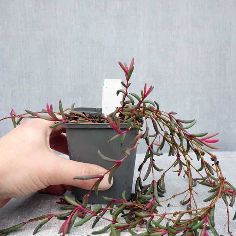 Exemplaar van Delosperma Desert Dancers Purple - IJsbloem Kweekpotje van 8/9 cm zoals geleverd in de winter