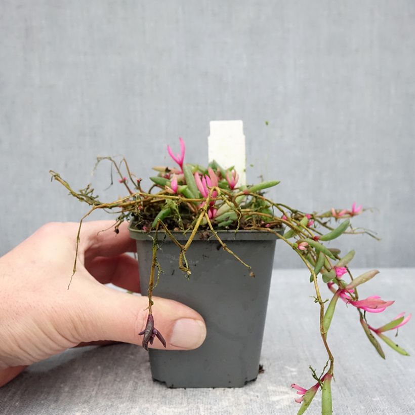 Exemplaar van Delosperma Desert Dancers Rood - IJsbloem Kweekpotje van 8/9 cm zoals geleverd in de winter