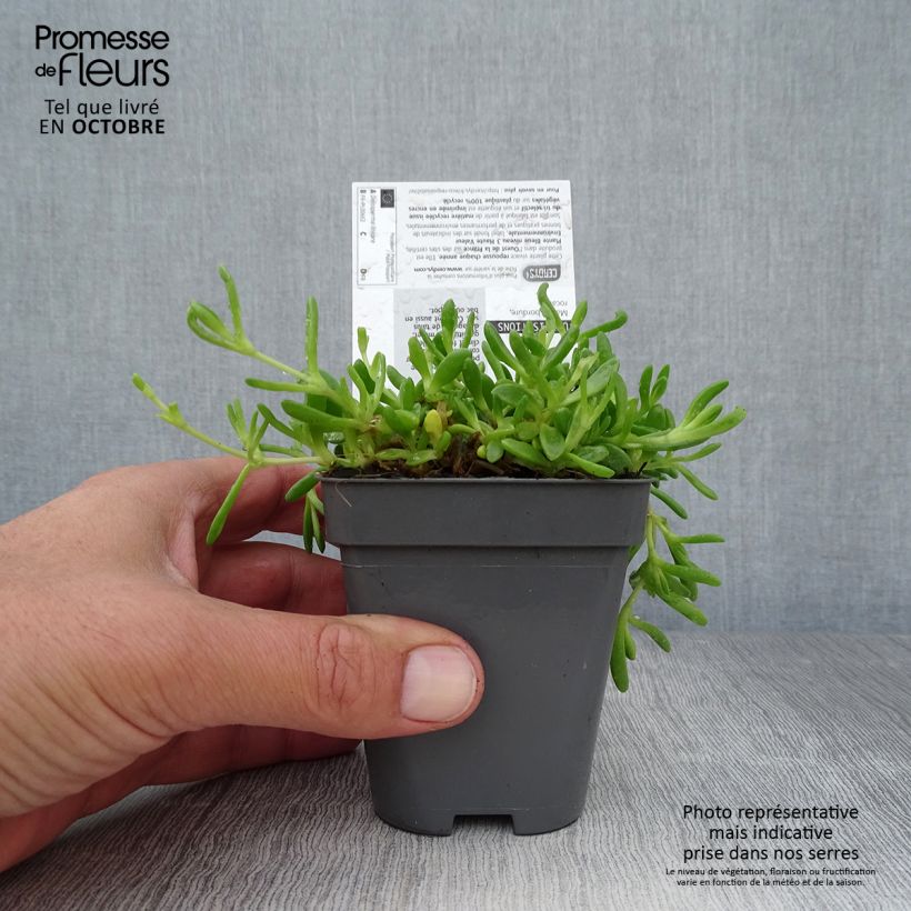 Exemplaar van Delosperma lineare - Ficoïde jaune, Pourpier vivace Godet de 8/9 cm zoals geleverd in de herfst