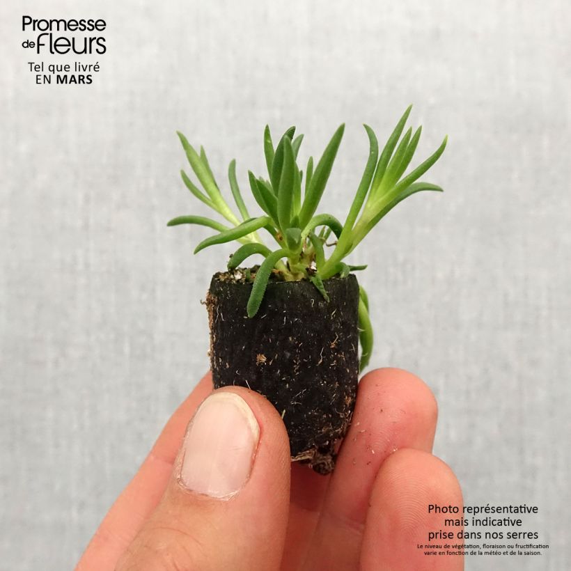 Exemplaar van Delosperma Royal Ranger Neon - IJsbloem Mini-mot Ø 3/4 cm zoals geleverd in de lente