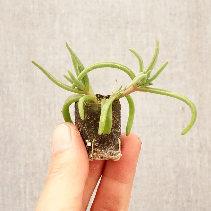 Exemplaar van Delosperma Royal Ranger Rood - IJsbloem Mini-mot Ø 3/4 cm zoals geleverd in de lente