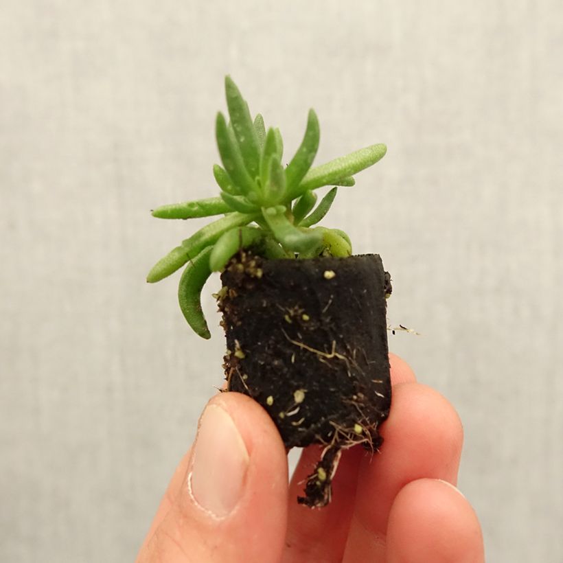 Example of Delosperma Royal Ranger Yellow - IJsbloem Mini-mot Ø 3/4 cm as you get in printemps