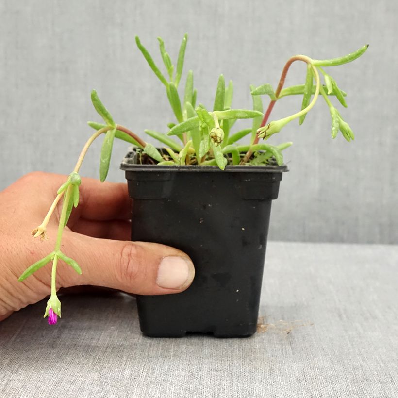 Exemplaar van Delosperma Wheels of Wonder Violet - IJsbloem Kweekpotje van 8/9 cm zoals geleverd in de zomer