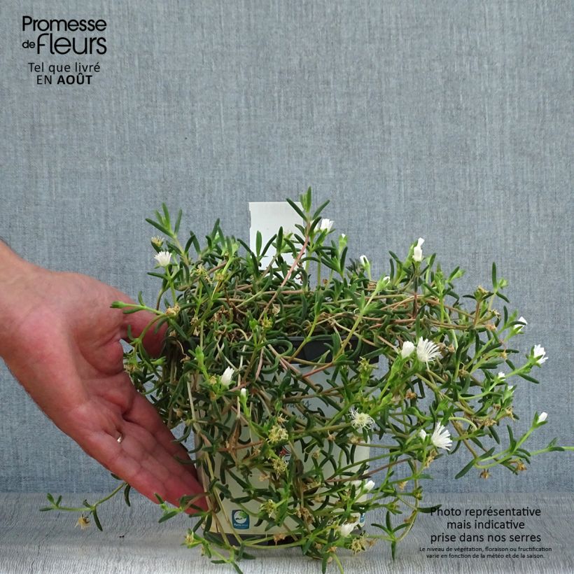 Exemplaar van Delosperma Wheels of Wonder Wit - IJsbloem Pot van 2 l/3 l zoals geleverd in de zomer