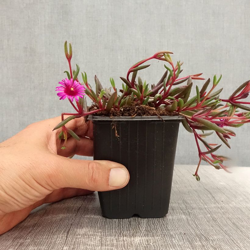 Exemplaar van Delosperma Desert Dancers Purple - IJsbloem Kweekpotje van 8/9 cm zoals geleverd in de zomer