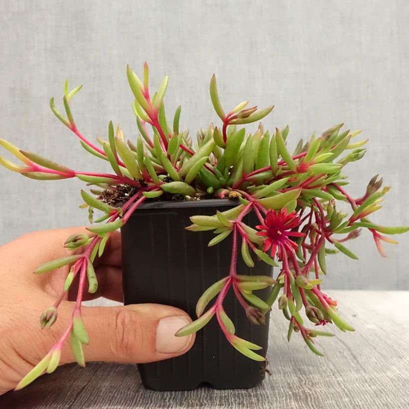 Exemplaar van Delosperma Desert Dancers Rood - IJsbloem Kweekpotje van 8/9 cm zoals geleverd in de zomer