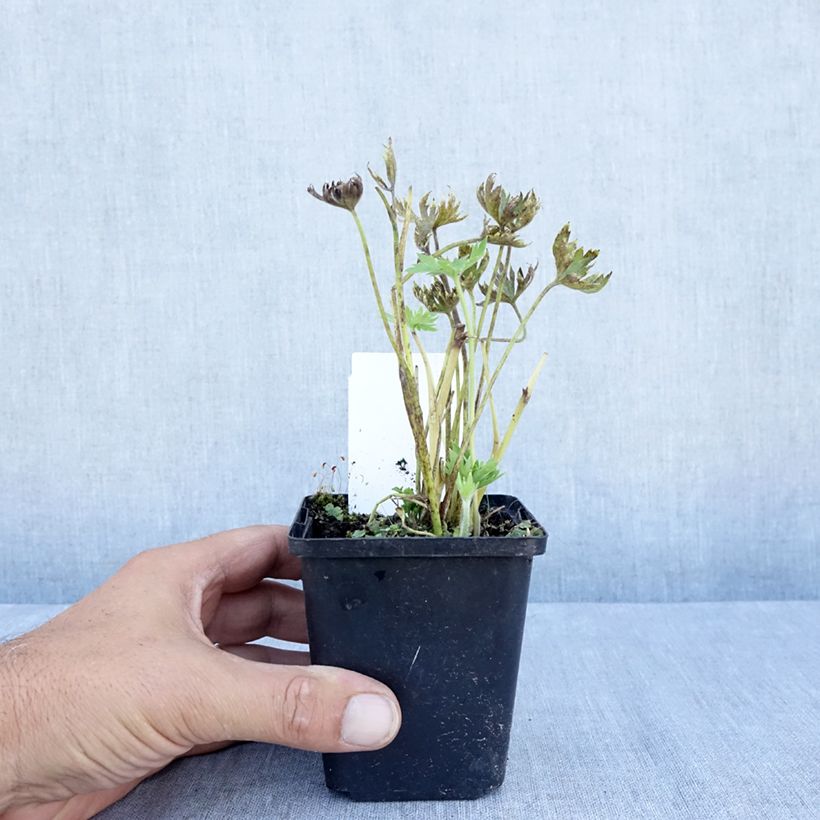 Exemplaar van Delphinium belladonna Cliveden Beauty - Ridderspoor Kweekpotje van 7/8 cm zoals geleverd in de zomer