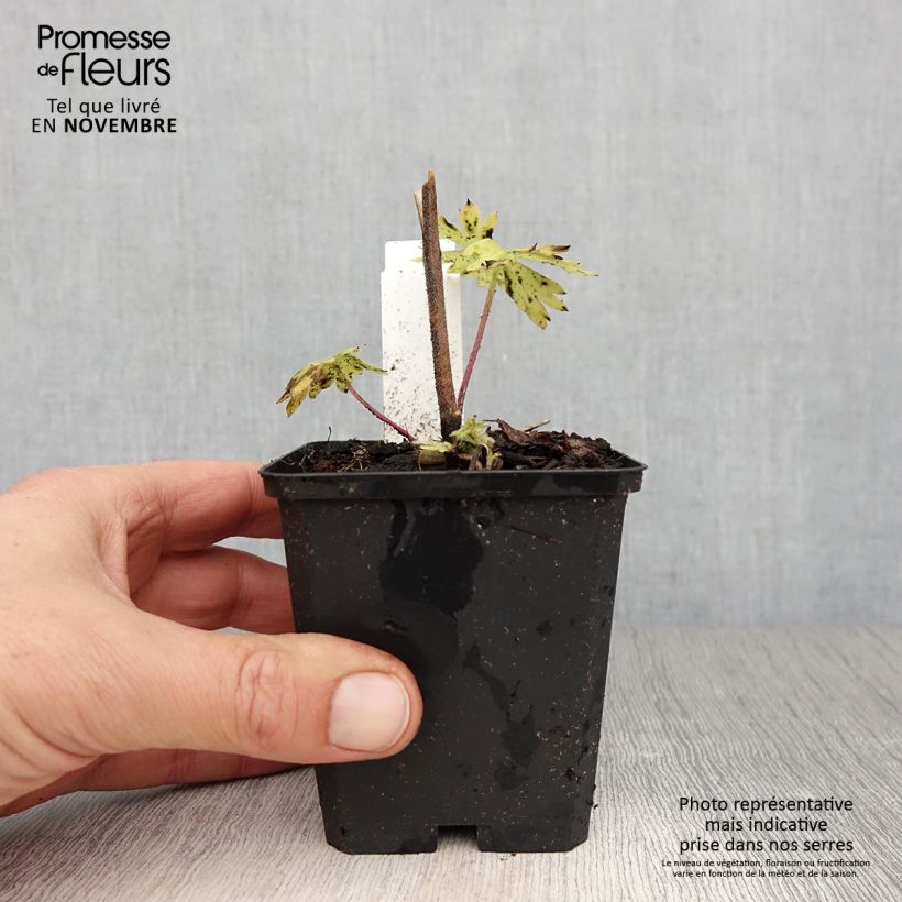 Exemplaar van Delphinium belladonna Kleine Nachtmusik - Ridderspoor Kweekpotje van 8/9 cm zoals geleverd in de herfst