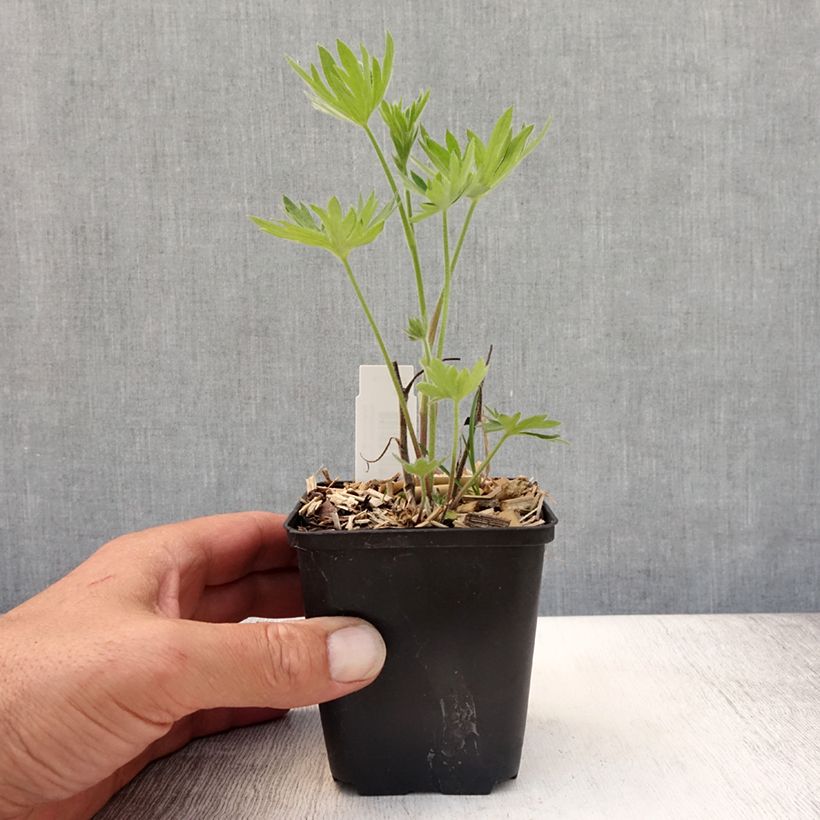 Exemplaar van Delphinium belladonna Kleine Nachtmusik - Ridderspoor Kweekpotje van 8/9 cm zoals geleverd in de zomer