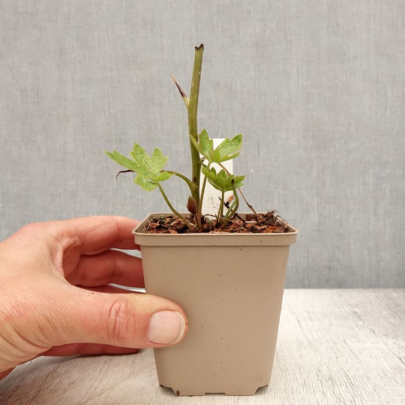 Exemplaar van Delphinium Pacific-hybrid Magic Fountain Dark Blue-Black Bee - Ridderspoor Kweekpotje van 8/9 cm zoals geleverd in de lente