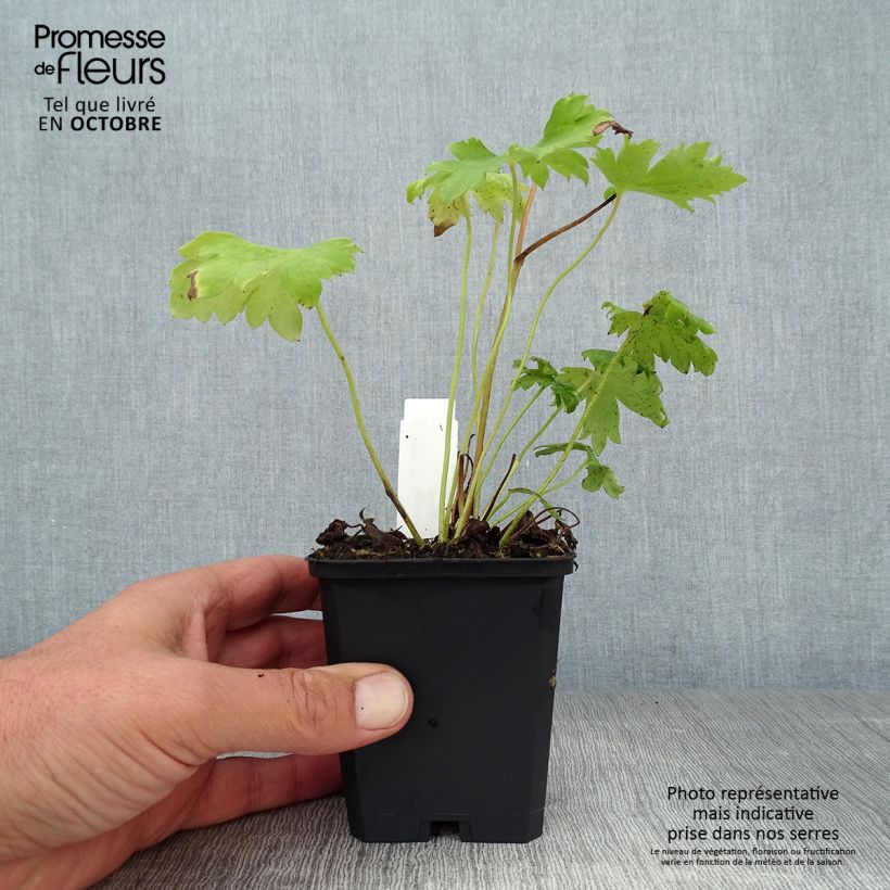 Exemplaar van Delphinium Pacific-hybrid Magic Fountain Dark Blue-White - Ridderspoor Kweekpotje van 8/9 cm zoals geleverd in de herfst
