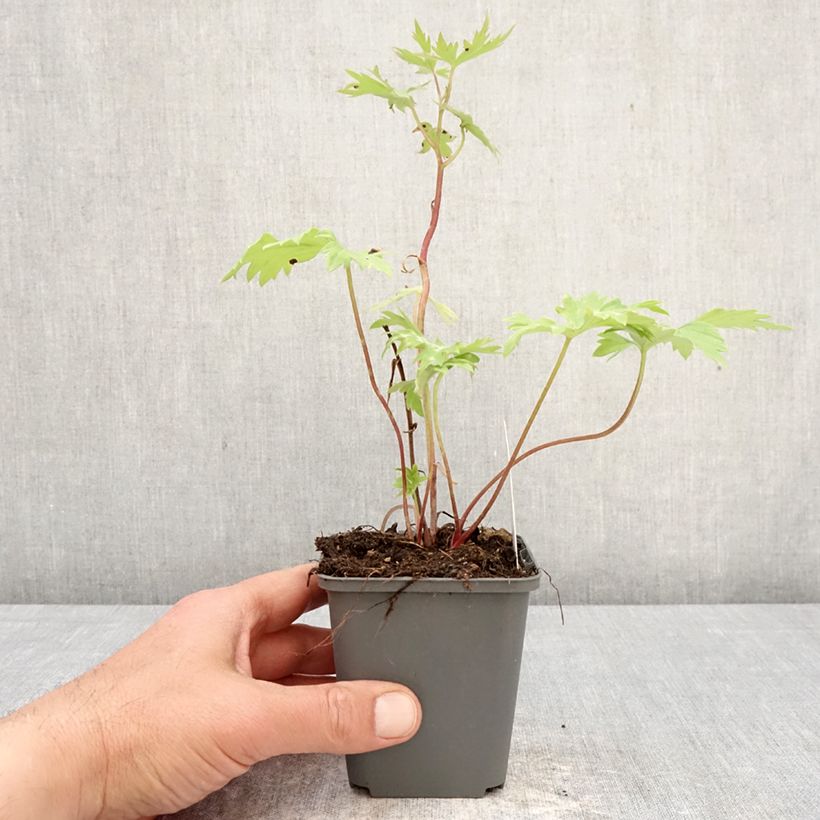 Exemplaar van Delphinium Deep Rose-White Bee - Ridderspoor Kweekpotje van 8/9 cm zoals geleverd in de lente
