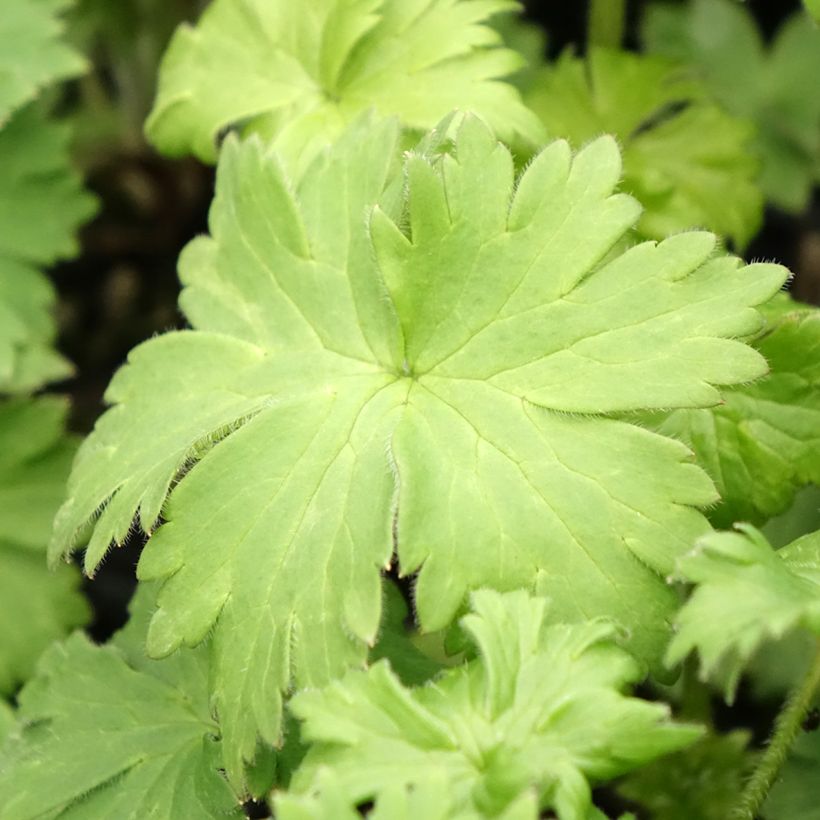Delphinium elatum Highlander Bolero - Ridderspoor (Blad)