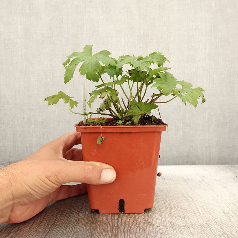 Exemplaar van Delphinium Highlander Cha Cha - Pied d'alouette vivace Pot de 1L/1,5L zoals geleverd in de herfst