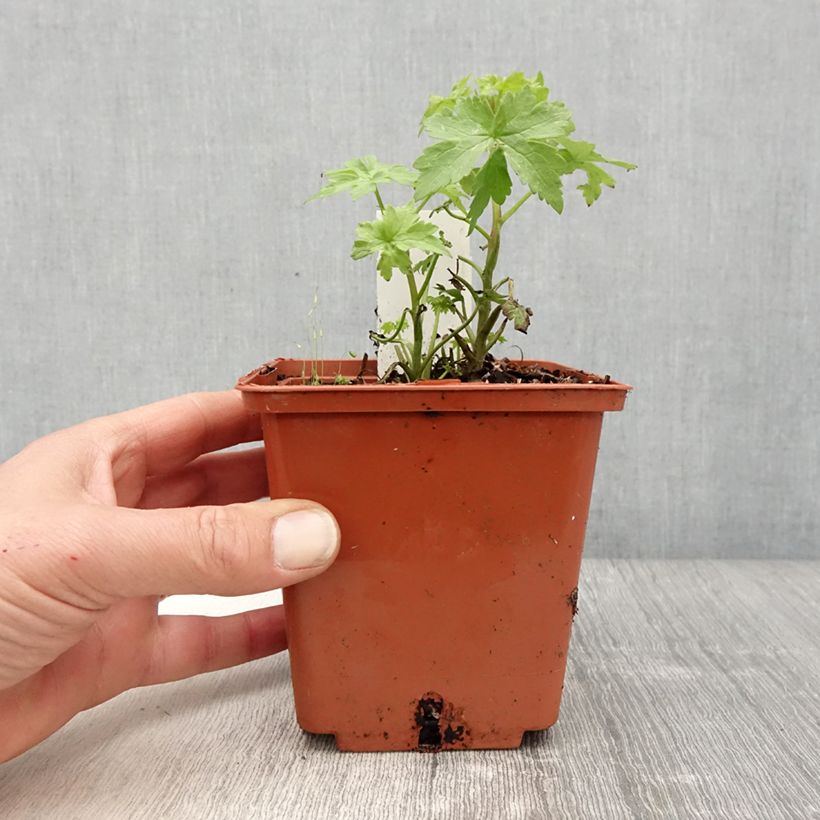 Exemplaar van Delphinium Highlander Cha Cha - Ridderspoor Pot van 1 l/1,5 l zoals geleverd in de lente