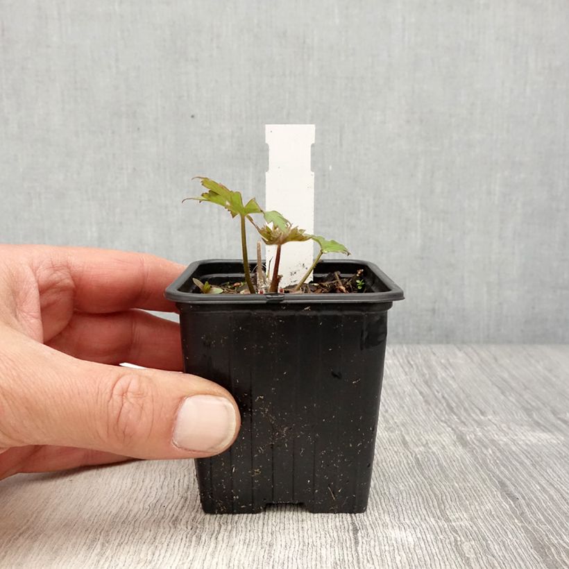 Exemplaar van Ridderspoor Highlander Flamenco - Delphinium Kweekpotje van 8/9 cm zoals geleverd in de lente