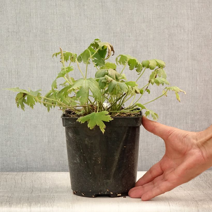 Exemplaar van Ridderspoor Highlander Flamenco - Delphinium Pot van 2 l/3 l zoals geleverd in de zomer